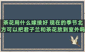 茶花用什么嫁接好 现在的季节北方可以把君子兰和茶花放到室外吗都说茶花不能随便挪动